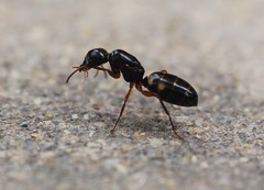 Camponotus quadrinotatus