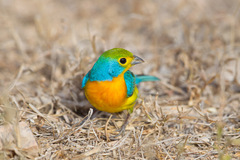 Passerina leclancherii