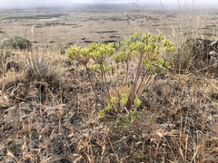 Lomatium macrocarpum