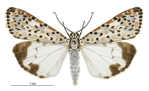 Heliotrope Moth