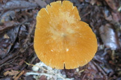 Marasmius cladophyllus