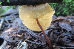 Marasmius cladophyllus