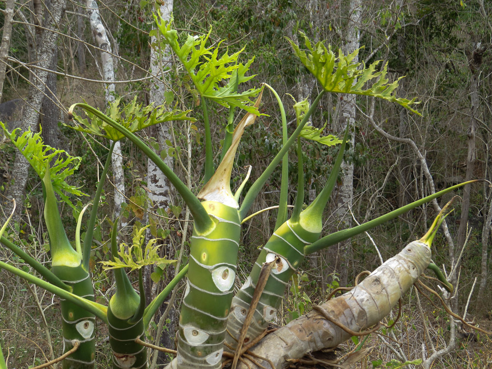 Philodendron warszewiczii  iNaturalist