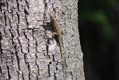 Sceloporus occidentalis