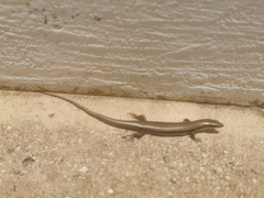 Marisora lineola