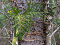 Philodendron warszewiczii