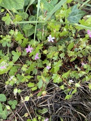 Geranium lucidum