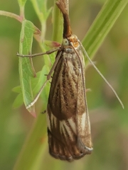 Chrysocrambus
