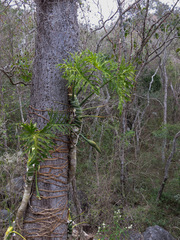 Philodendron warszewiczii
