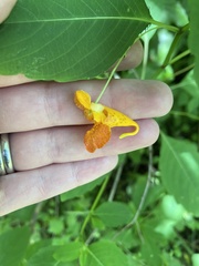 Impatiens capensis