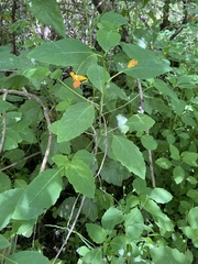 Impatiens capensis