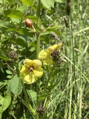 Verbascum blattaria