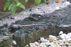 Ameiva atrigularis