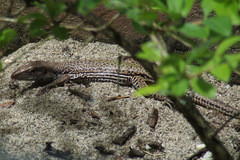 Ameiva atrigularis