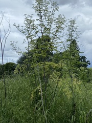 Conium maculatum
