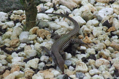 Ameiva atrigularis