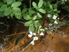 Cardamine amara