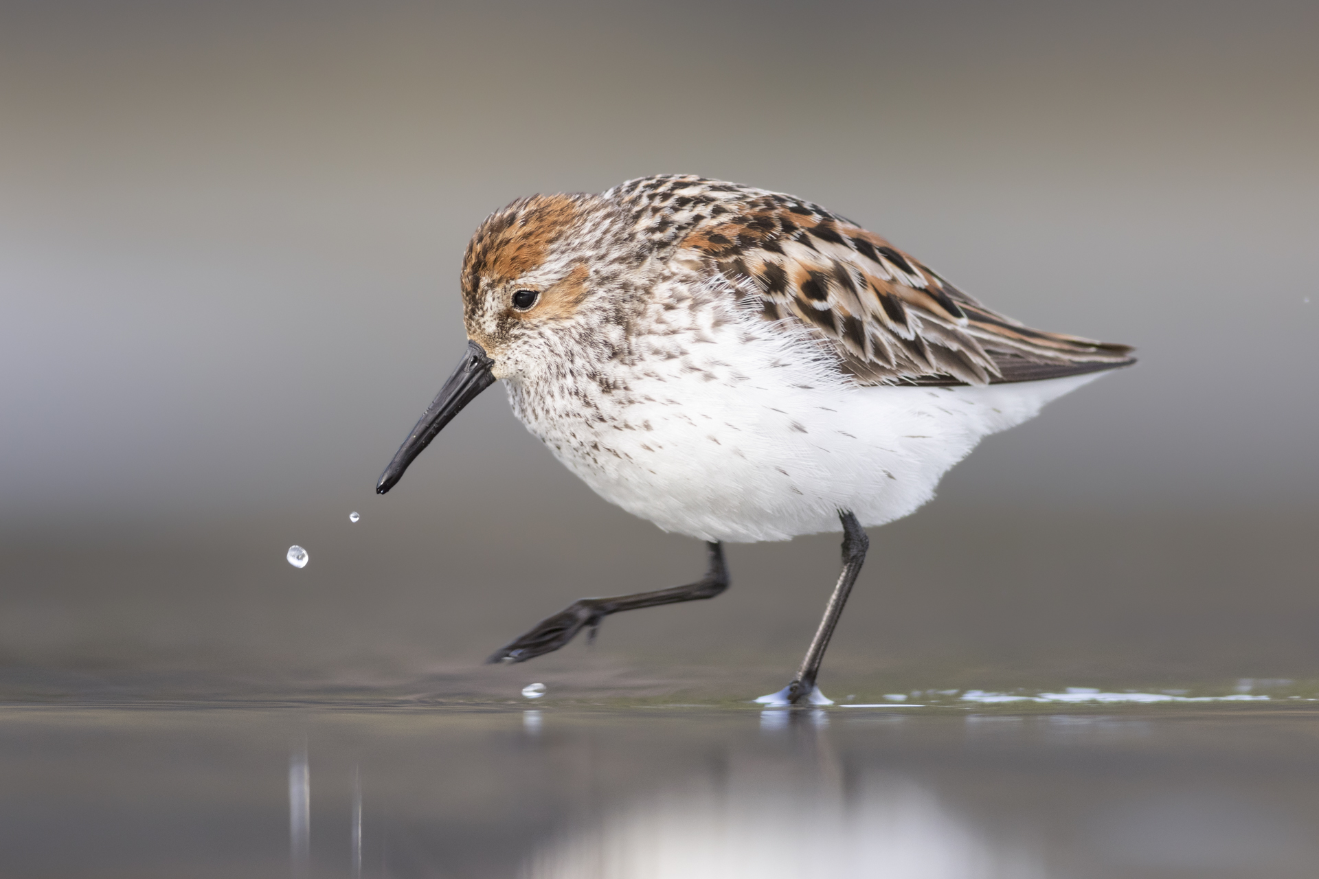 Western Sandpiper
