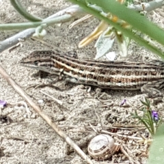 Psammodromus edwarsianus