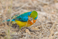 Passerina leclancherii