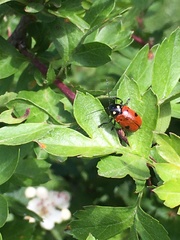 Cryptocephalus tricolor