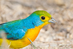 Passerina leclancherii