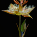 Mariposa and Toad Lilies - Photo (c) David Greenberger, some rights reserved (CC BY-NC-ND), uploaded by David Greenberger