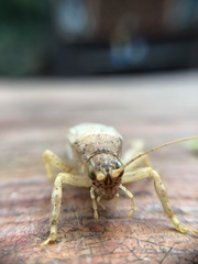 Gryllidae