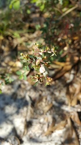 Euphorbia garberi image