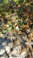 Image of Euphorbia garberi