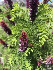 Amorpha nana