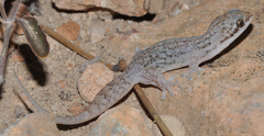 Geckolepis typica