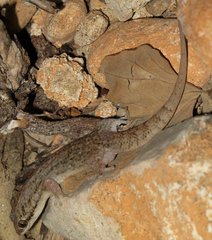 Geckolepis typica