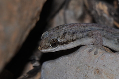 Geckolepis typica
