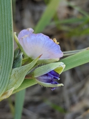 Tradescantia bracteata