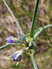Tradescantia bracteata