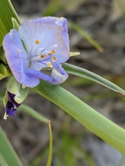 Tradescantia bracteata