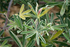Dasineura lupinorum