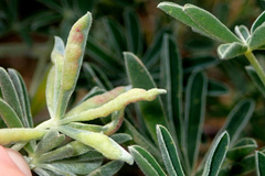 Dasineura lupinorum