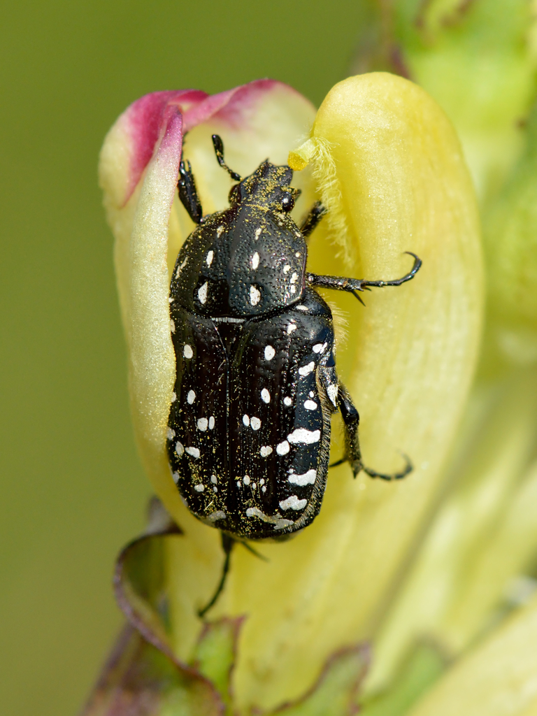 Mediterranean Spotted Chafer