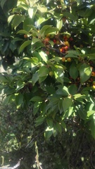 Psidium cattleyanum