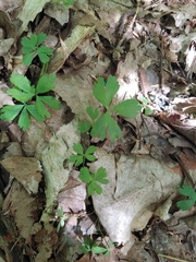 Anemonoides quinquefolia