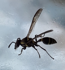 Polybia plebeja