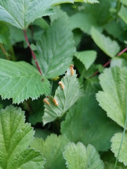 Triphragmium ulmariae