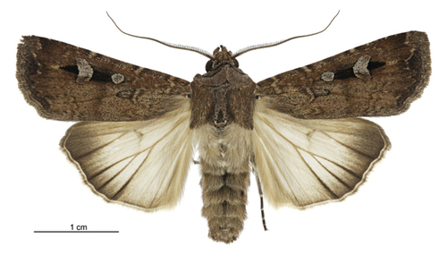 Bogong Moth photo 3