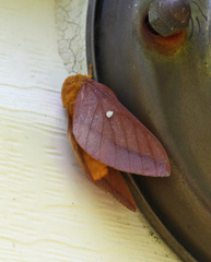 Anisota virginiensis