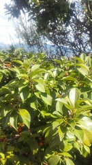Psidium cattleyanum