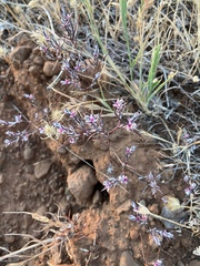 Polygonum bidwelliae
