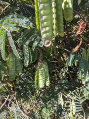 Paraserianthes