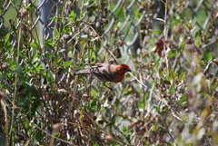 Haemorhous mexicanus